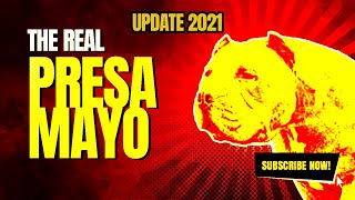 Presa Mayo Update 2021 (Current Progress)