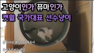 캣휠타는 고양이 포도! 퓨마인가 고양이인가 신나게 달리는 고양이 귀여운고양이 웃긴고양이 고양이다이어트 캣휠훈련 캣휠적응시키기 (써니포캣)