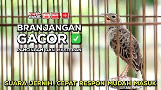 Pancingan dan Masteran Branjangan Gacor Isian Mewah‼️ Episode 07