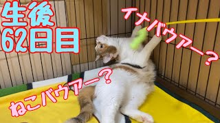 (生後62日)おもわずイナバウアーをしてしまった母猫⁉︎【#赤ちゃん猫】kitten