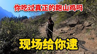 你吃过真正的跑山鸡吗？现场给你逮！