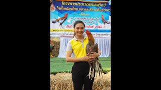 งานประกวดไก่พื้นเมืองสวยงาม ม.ราชมงคลตะวันออกวิทยาเขตจันทบุรี