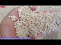 🔴 live white sorghum સફેદ જુવાર trading in jasdan apmc april 28 2023