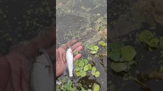 baby fish#subscribed #views #viral #youtube #fishing #youtube #shorts #minivlog -387