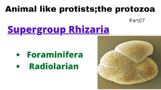 Supergroup Rhizaria, Foraminifera, Radiolaria, Heliozoans|part07,  animal like protists;the protozoa