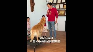 鹿和小小訓犬師體驗營2024年12月1日鹿和小小訓犬師體驗營#等你來體驗ll長大後我也要當訓犬師#鹿和訓犬學校#鹿大 訓犬#鹿和狗狗專屬住宿旅館