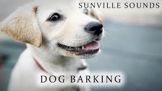 Dog Barking | Animal Sounds with Peter Baeten