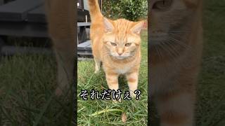 それだけ？ 呼べばくる猫 散歩 cat アメショ ねこ うめれんたろう