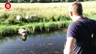 Schaap zoekt verkoeling