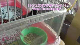 【文鳥】ミッキー！シジュウカラが水浴びしてるよ！[Java Sparrow]Mikky! Great Tit is bathing!