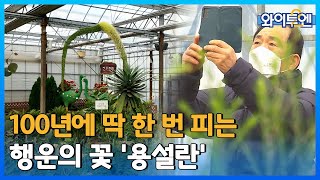 [클립본] 100년에 한 번 피는 '용설란'ㅣ 와이투엔 [76회] /YTN2