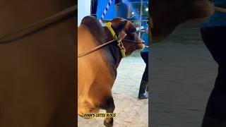 Huge Brahman Cross Cow Showdown | MashAllah | Fit and Fresh Agro | MashAllah #agro #ranch #farm