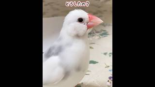 飼い主の話を聞いてる？と、思いきや？#ブンチョウ #文鳥 #可愛い小鳥