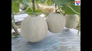 TEKNIK MEMBUAT TANAMAN MELON BISA PANEN 2-3 KALI