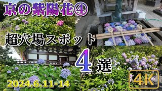 【京の紫陽花④：あじさい穴場スポット2024】