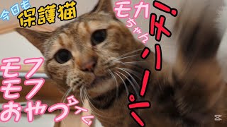 私にだけなつかない保護猫モカちゃんシャー！ウーパーンチ！のモフモフ猫じゃらしおやつタイム😸2025/01/10【保護猫なつくまで】