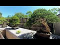 昭和記念公園 盆栽苑 4k bonsai garden in showa kinen park