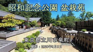 昭和記念公園 盆栽苑 [4K] Bonsai Garden in Showa Kinen Park