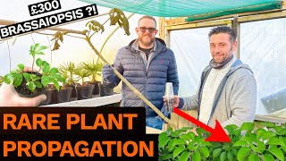 Brassaiopsis Propagation Secrets - a Sunk Island Garden Centre Road Trip