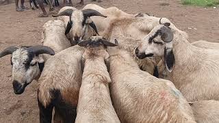 గూడూరు మార్కెట్ లో పెద్ద పొట్టేళ్ల ధరలు#gudur sheep 🐑 goats🐐market 17-1-2025 (వెంకీ 6305662856)