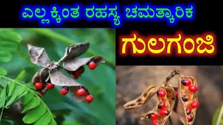 ಎಲಕ್ಕಿಂತ ರಹಸ್ಯ ಮತ್ತು ಚಮತ್ಕಾರಿಕ ಗುಲಗಂಜಿ ಬೀಜ ಶತ್ರು ನಾಶ ದುಃಖ ನಾಶ ಕೆಟ್ಟ ದೃಷ್ಟಿ ಮುಕ್ತಿ ಸಮಸ್ಯೆ, ಎಷ್ಟು ಹಣ..