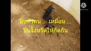 ปั่นจิ้งหรีดให้ตีกัน