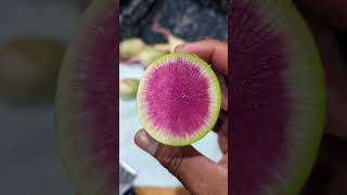 watermelon Radish  #shorts