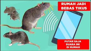 Buktikan!!! Suara Pengusir Tikus Di Rumah