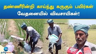 தண்ணீரின்றி காய்ந்து கருகும் பயிர்கள்; வேதனையில் விவசாயிகள்! | Crops are affected without water