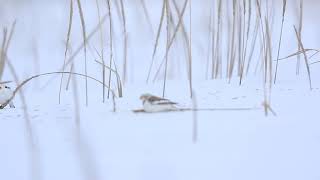 ♪鳥くん野鳥動画（北海道●）ユキホオジロ～ハマニンニクを食べているところ2020 3 46Z3A6552