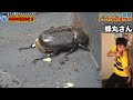 羽化してきた3本の角が発達した鎧をまとうカブトムシをよく見ると・・・