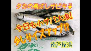 夕方のサビキ釣りも絶好調！　fishingmax芦屋