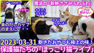 2023ｰ03−31 保護猫たちの「ほっこり猫ライブ」ハッチ＆マック＋黒猫めめ Cat live Stream in Japan -Cat Life TV