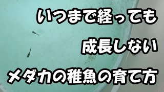 いつまで経っても成長しないメダカの稚魚の育て方