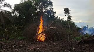 KERUMANAN AKAR DI KEBUN BANG IWAN UJS