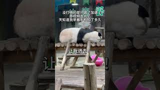 hiccup panda熊猫也会打嗝 #熊猫 #panda #cute #funny #熊猫界顶流 #animals #搞笑 #可愛