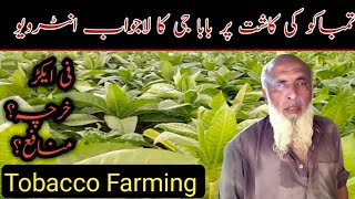 Tobacco Farming in Pakistan-Tobacco ki kasht-Tabacco Farming in Punjab-AZHAR JAHANGIR AZEEMI