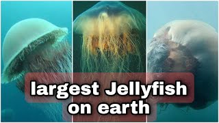 This is the largest jellyfish in the world | lion's mane jellyfish