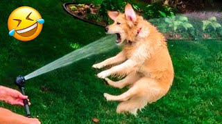 Funniest Dogs And Cats Videos 😅 - Best Funny Animal Videos 2023 😇 #6