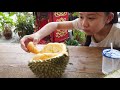 榴莲中的极品人气黑刺榴莲 XO榴莲便宜 Black Thorn durians more expensive than Musang King!
