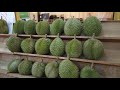 榴莲中的极品人气黑刺榴莲 XO榴莲便宜 Black Thorn durians more expensive than Musang King!