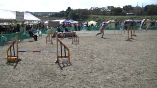 20121020　JKC　秋田AC　アジリティー競技会　in　仙台　おーちゃん　JP1