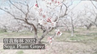 小田原梅まつり 曽我梅林 2022 Soga Plum Grove (Kanagawa, Japan)【4K】