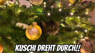 Katzen und die Weihnachtsbäume 🌲