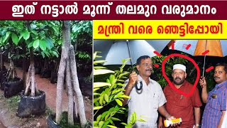 മൂന്ന് തലമുറ വരുമാനം തരുന്ന തൈകള്‍ | ഗോപിയുടെ പുതിയ പരീക്ഷണം വന്‍ വിജയം | കൃഷി മന്ത്രി ഞെട്ടിപ്പോയി