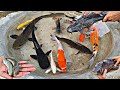 Find large snakehead fish, catfish, channa fish, betta fish, ornamental fish, koi fish, lobater