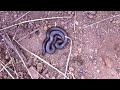 epic rubber boa flip