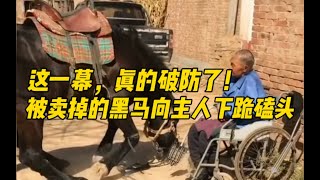 这一幕真的破防了！被卖掉的黑马向主人下跪磕头