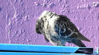 cold pigeon fluffing up nov19-2015