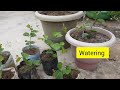 grow phalsa grewia asiatica from seed in pot part 1 .